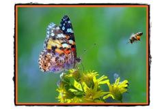 Albina si fluturele